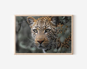 Leopard Portrait Wall Art – Savannah Wildlife Photography Print