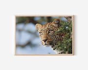 Leopard Portrait Safari Wall Art Print – African Wildlife Canvas