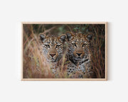 Leopard Duo Wall Art – African Safari Wildlife Photography Print