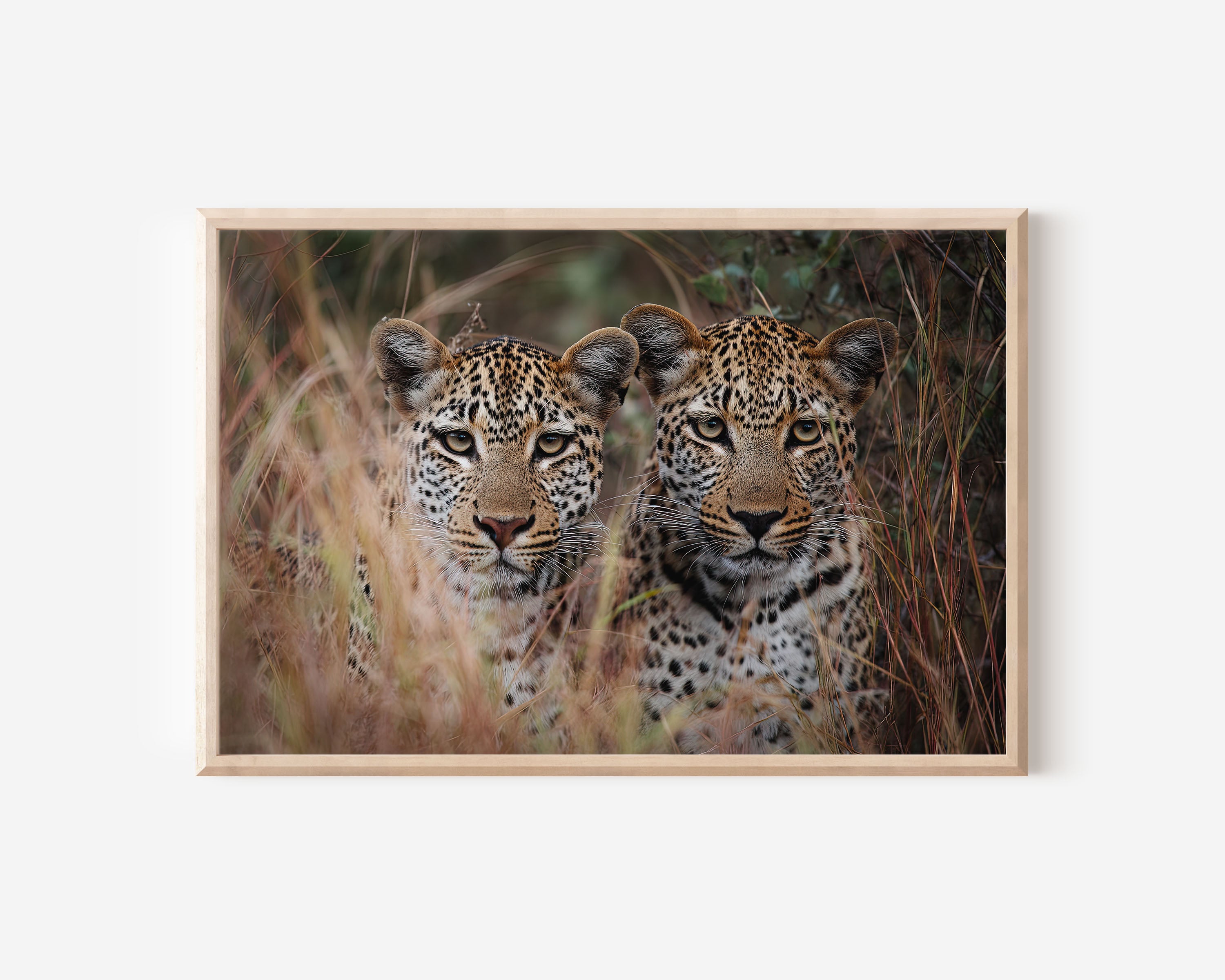 Leopard Duo Wall Art – African Safari Wildlife Photography Print