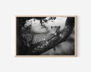 Leopard in Tree Black & White Wildlife Wall Art