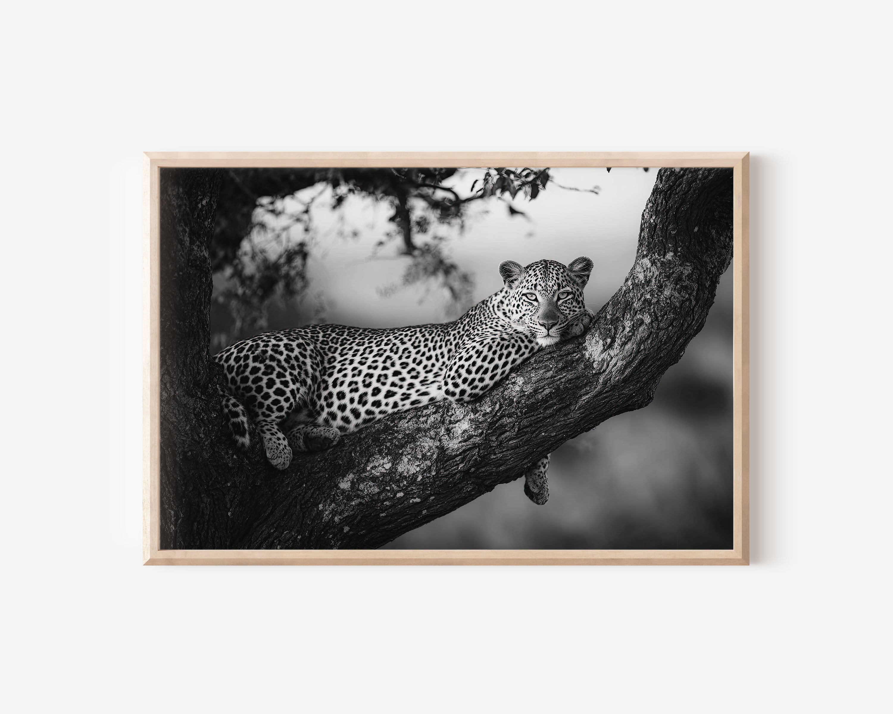 Leopard in Tree Black & White Wildlife Wall Art
