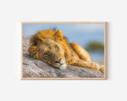 Lion Portrait Safari Wall Art Print – African Wildlife Canvas