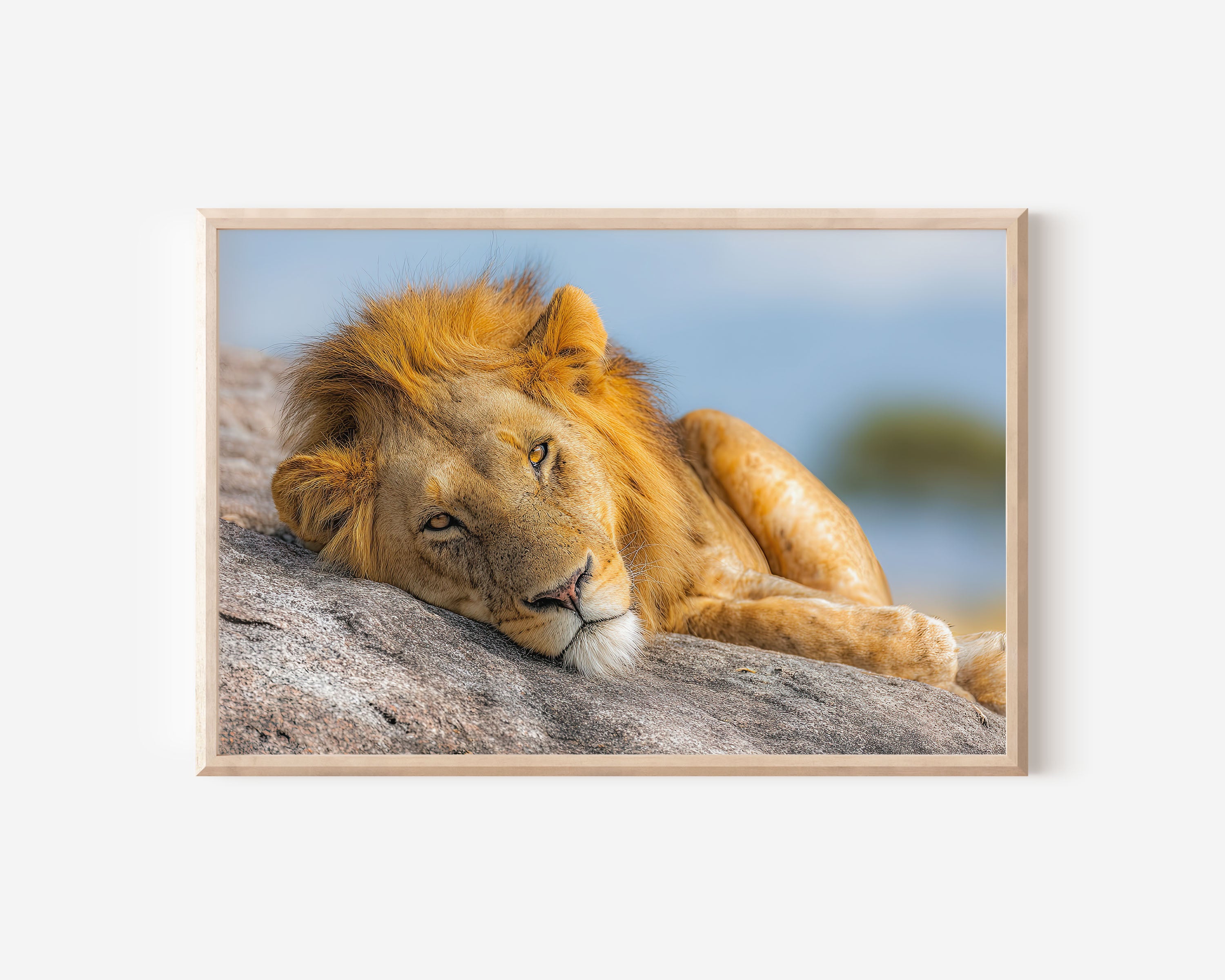 Lion Portrait Safari Wall Art Print – African Wildlife Canvas
