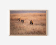 Lions Hunting Wall Art – African Safari Wildlife Print