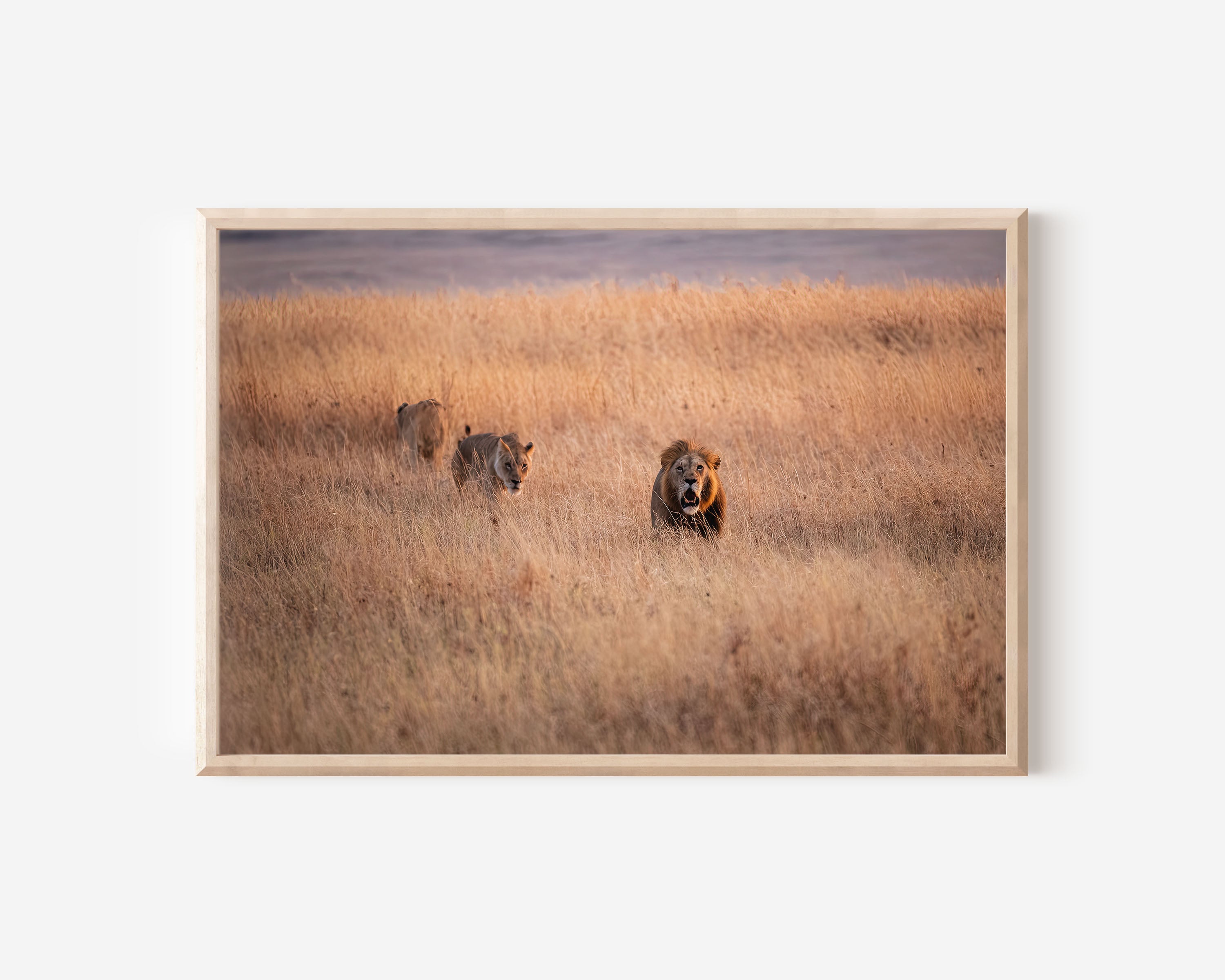 Lions Hunting Wall Art – African Safari Wildlife Print