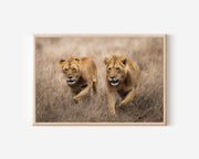 Lions Hunting Wall Art – African Safari Wildlife Print