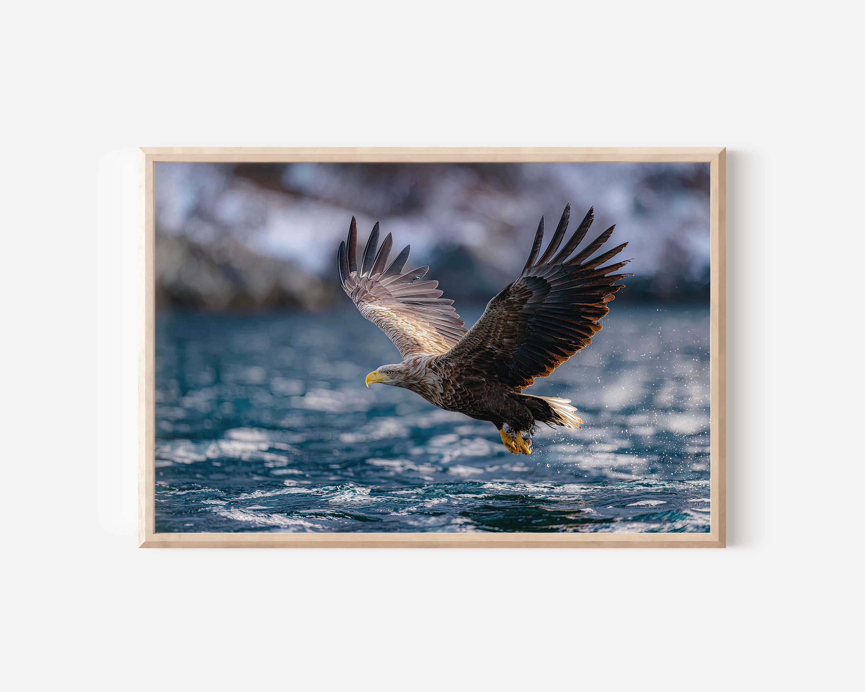 Sea Eagle Wall Art Print