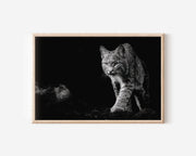 Lynx Black and White Wildlife Wall Art