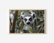 Madagascar Lemur Wall Art – Forest Wildlife Photography Print