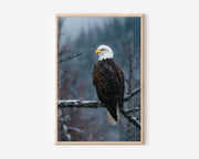 Bald Eagle Wall Art Print – Majestic Bird Canvas & Framed Winter Wildlife Photography Decor