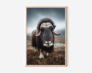 Musk Ox Wall Art Print – Arctic Wildlife Canvas & Framed Majestic Animal Landscape Decor