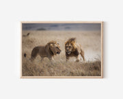 Male Lions Wall Art – African Plains Wildlife Print