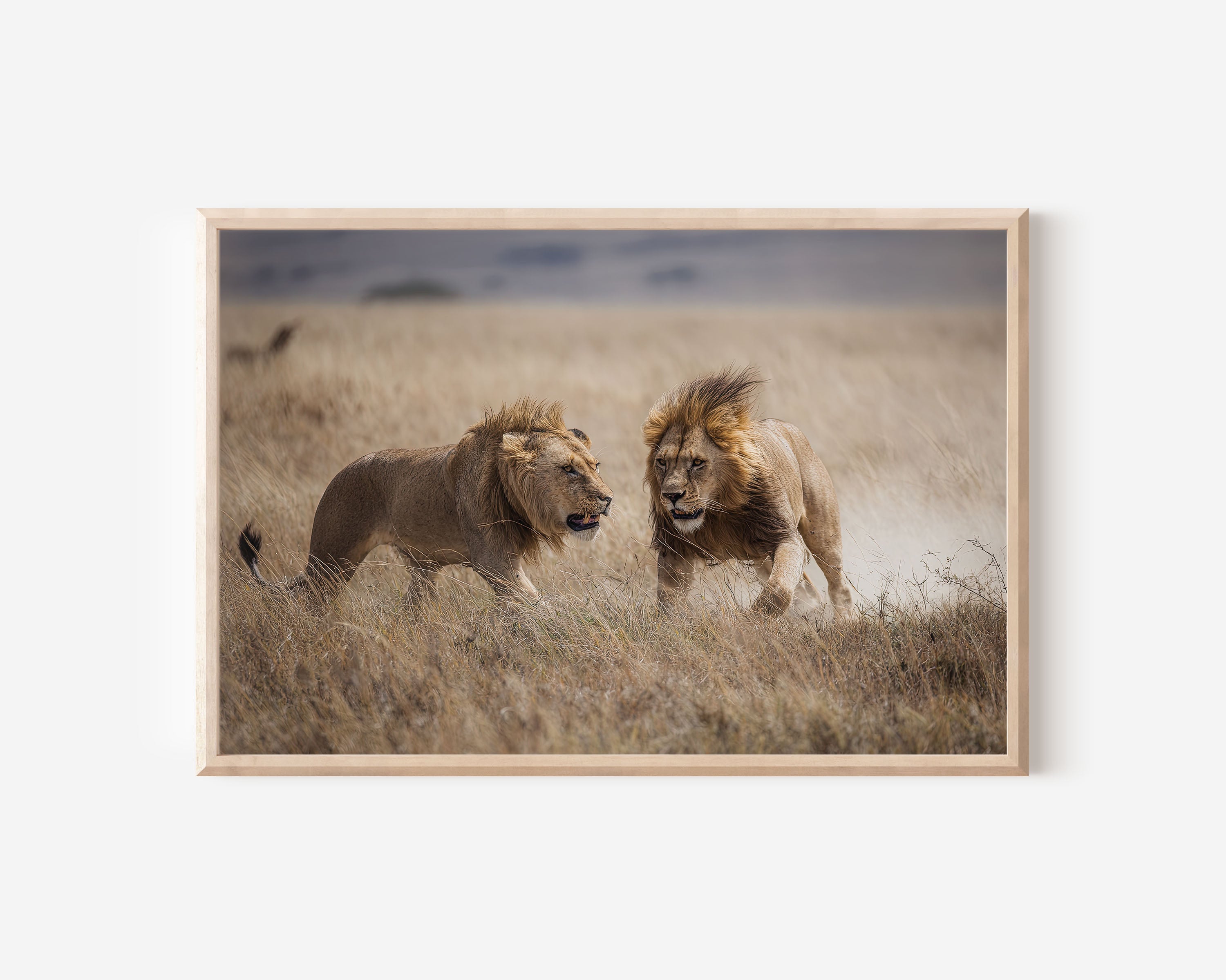 Male Lions Wall Art – African Plains Wildlife Print