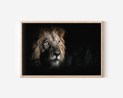 Male Lion Portrait | Dark Low-Key Wildlife Fine Art Print