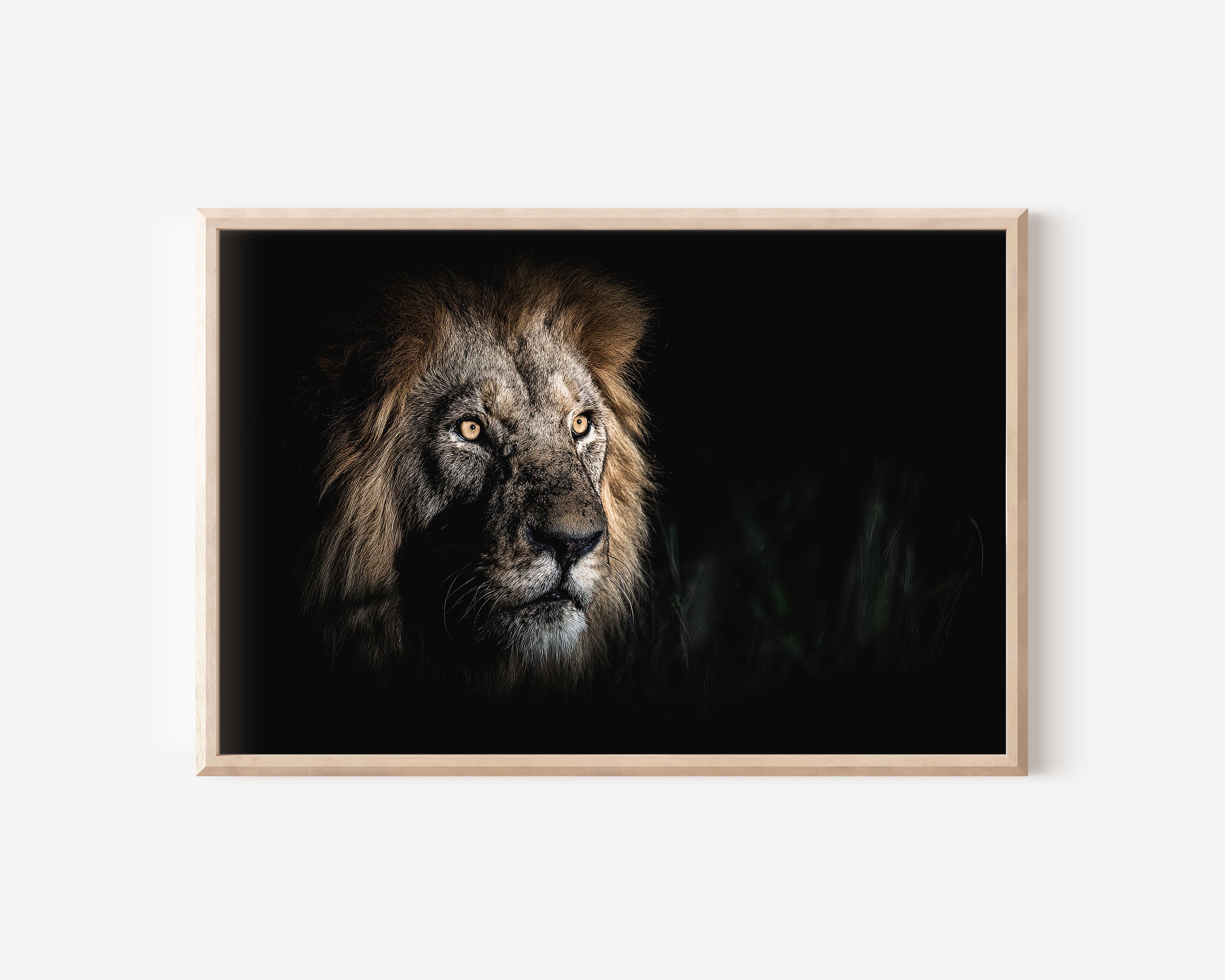 Male Lion Portrait | Dark Low-Key Wildlife Fine Art Print
