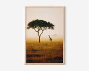 Masai Mara Golden Savannah Lone Giraffe Acacia Tree Misty Morning Wall Art Print | Kenya Africa Wildlife Photography Poster | Safari Nature Decor