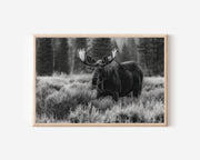 Moose Black & White Wildlife Wall Art Print