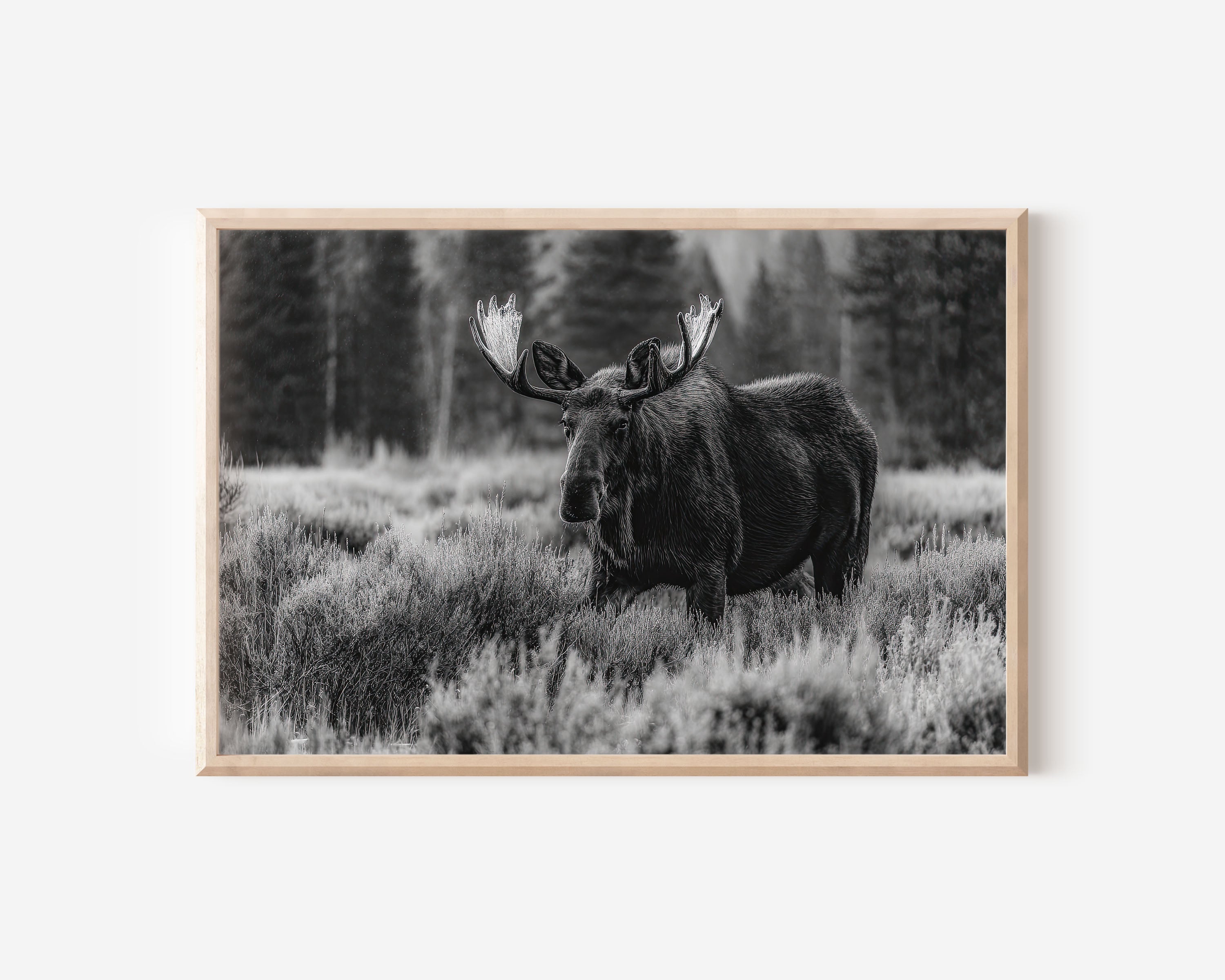 Moose Black & White Wildlife Wall Art Print