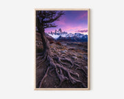 Mount Fitz Roy Purple Sunrise Tree Roots Print | Patagonia Violet Sky Wall Art | El Chaltén Ancient Tree Landscape Photography Poster