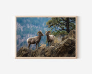 Mountain Rams Wall Art – Rocky Wildlife Photography Print