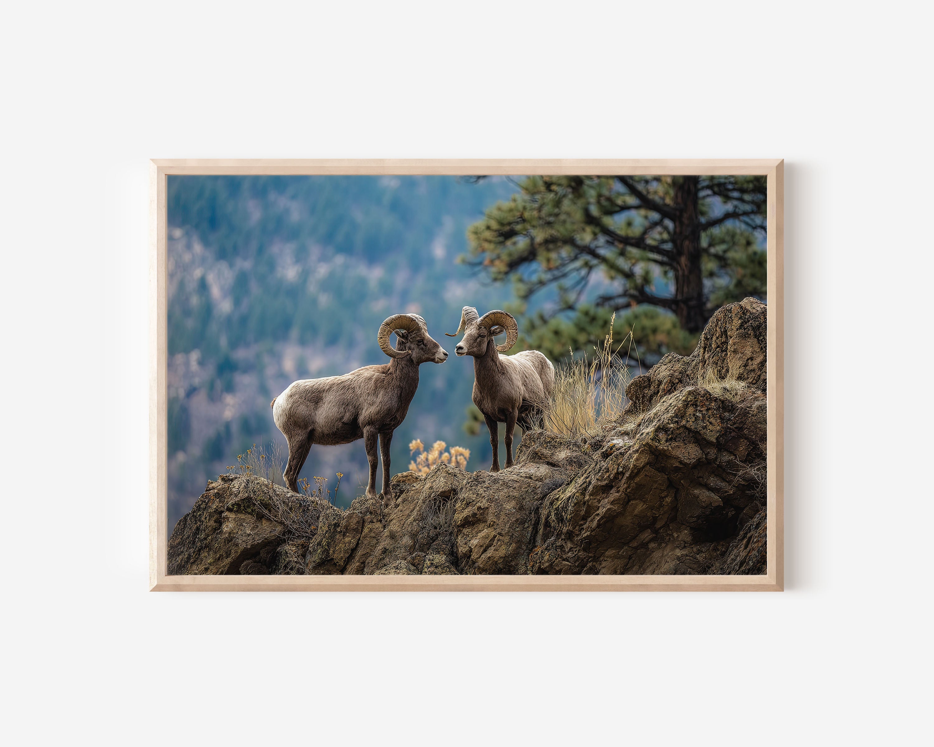 Mountain Rams Wall Art – Rocky Wildlife Photography Print
