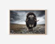Musk Ox Wall Art Print – Arctic Wildlife Canvas