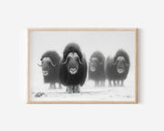 Musk Ox Herd Black & White Wildlife Wall Art