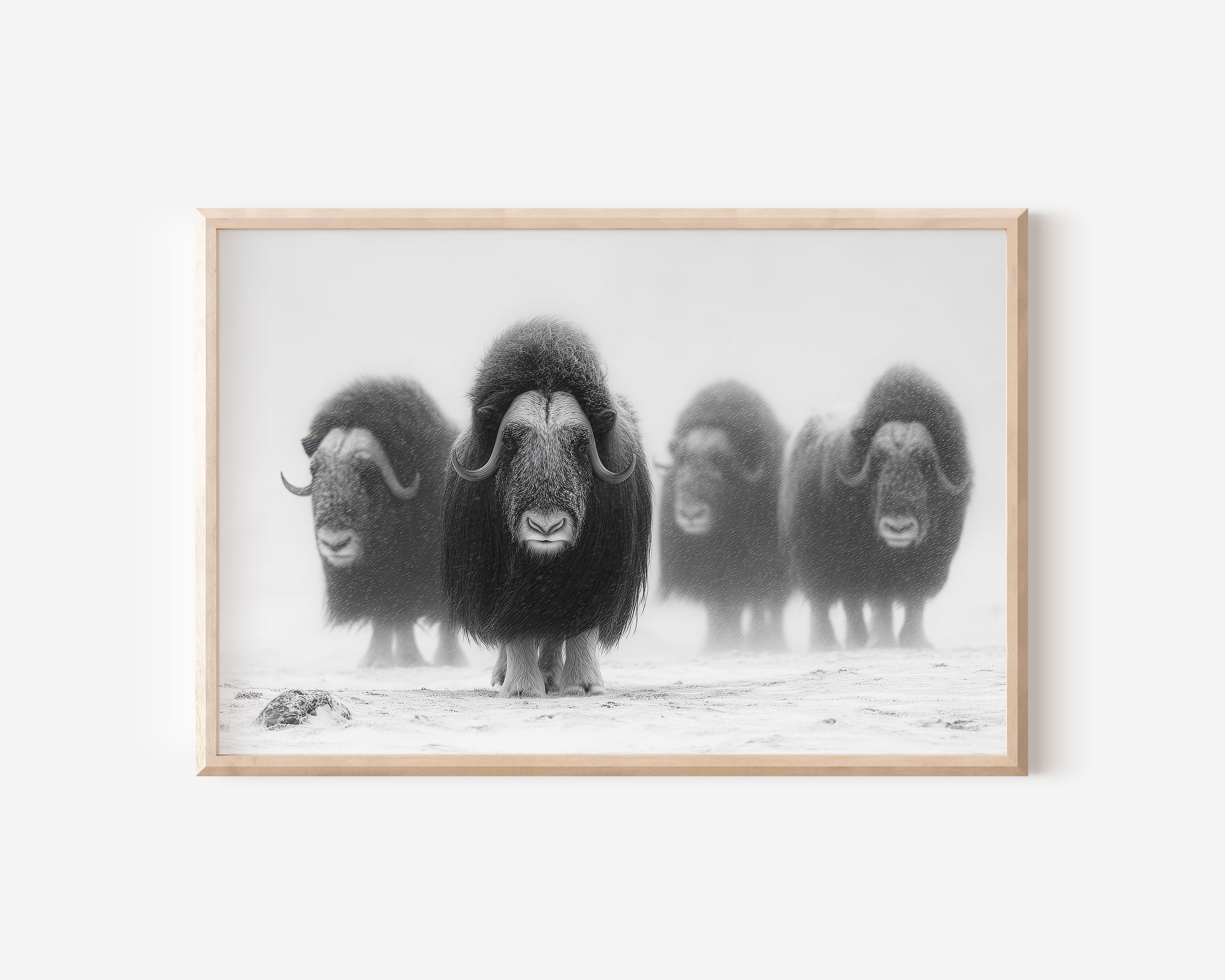 Musk Ox Herd Black & White Wildlife Wall Art