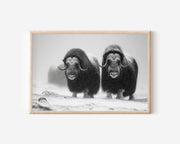 Musk Ox Pair Black & White Wildlife Wall Art Print