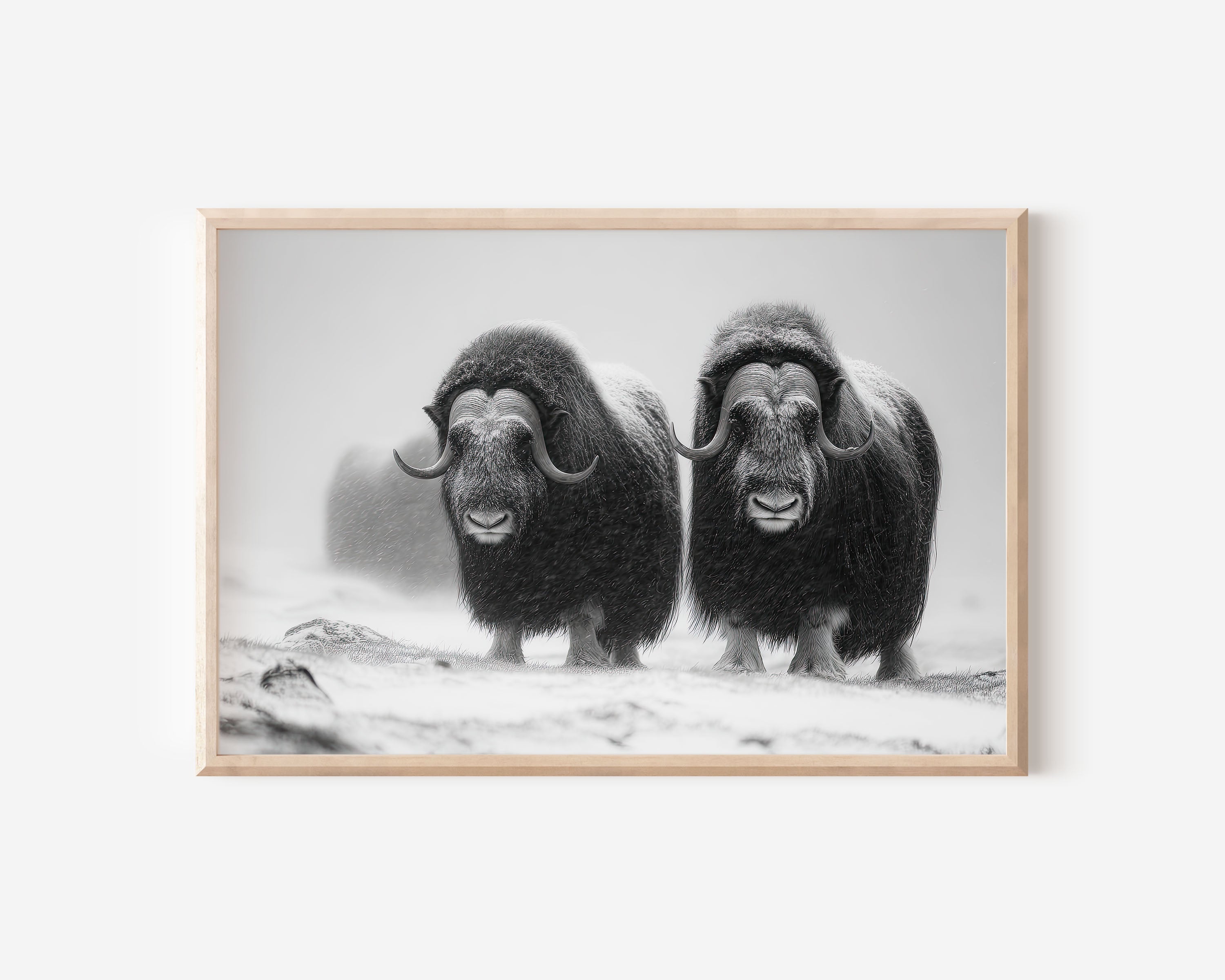 Musk Ox Pair Black & White Wildlife Wall Art Print