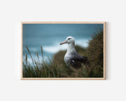 Albatross Wall Art – New Zealand Coastal Bird Print