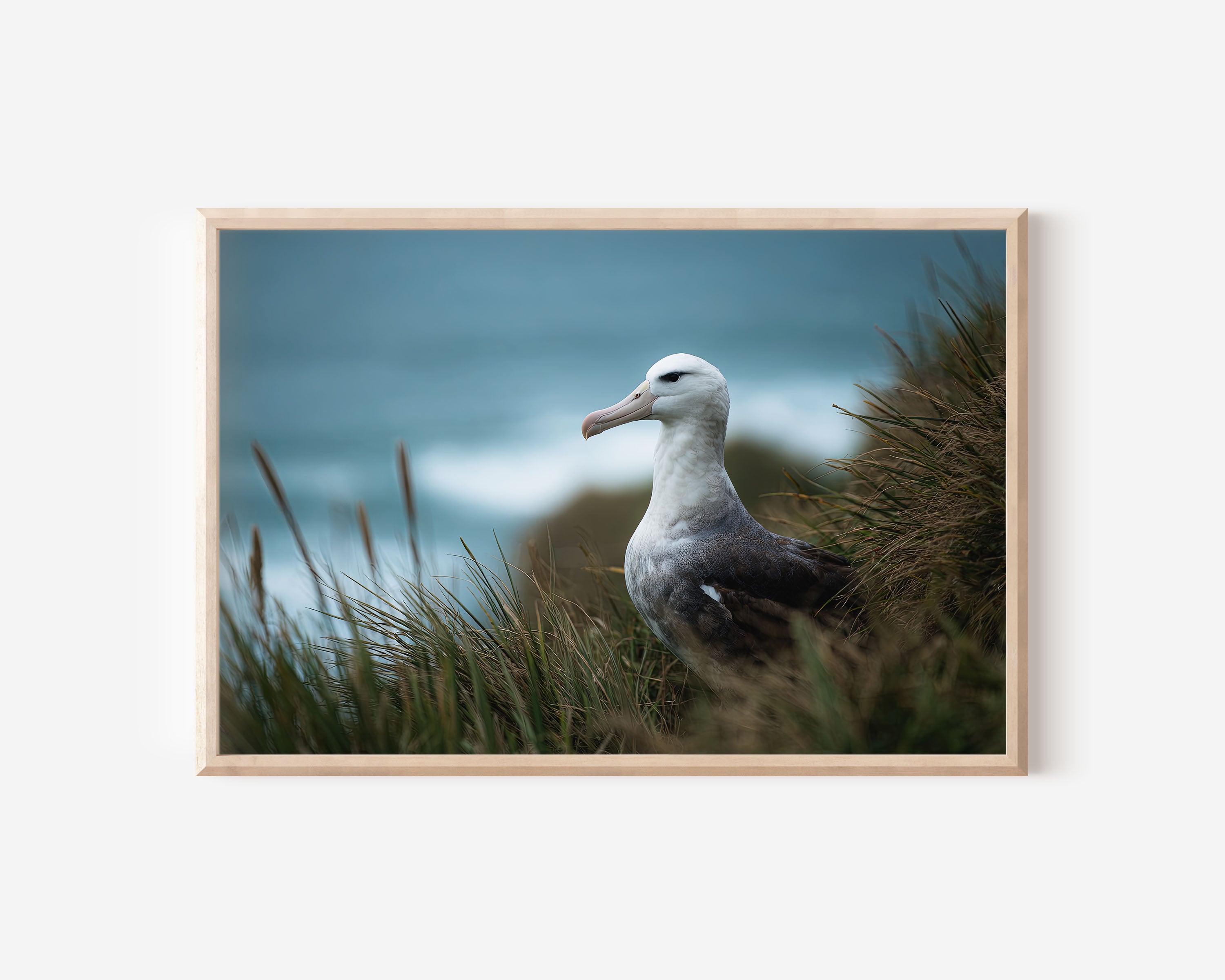 Albatross Wall Art – New Zealand Coastal Bird Print