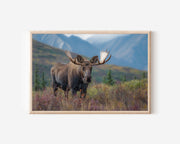 Northern Monarch – Denali Moose Fine Art Wildlife Print