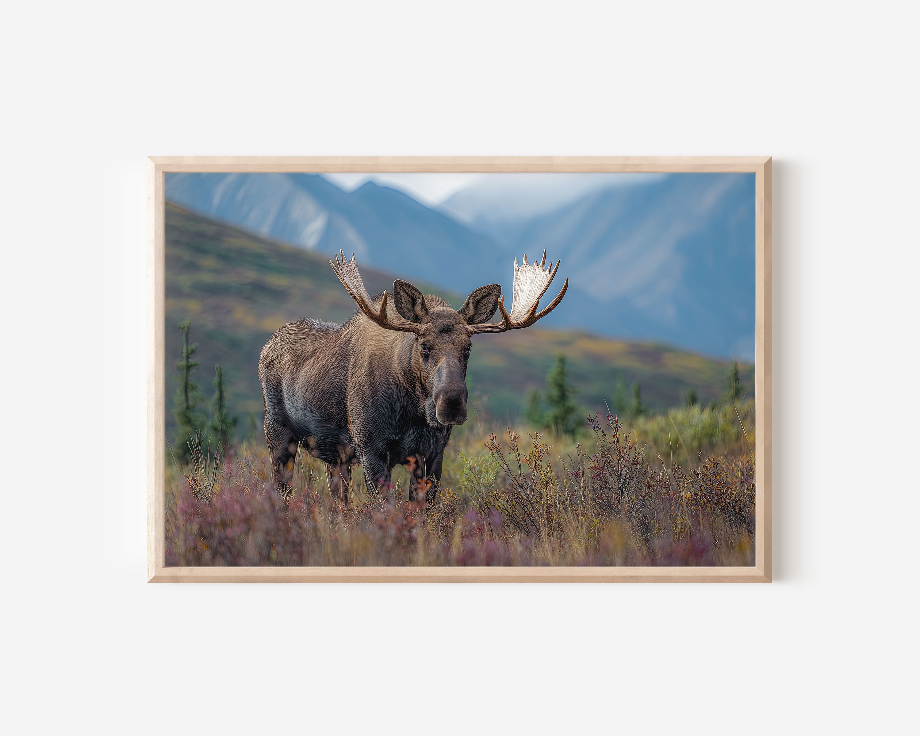 Northern Monarch – Denali Moose Fine Art Wildlife Print