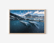 Ocean Giants – Humpback Whales Beneath the Surface Wall Art Print