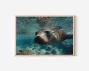 Sea Lion Wall Art – Underwater Wildlife Photography