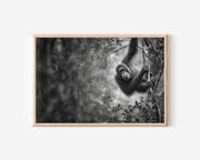 Orangutan Black & White Wildlife Wall Art