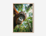 Orangutan Wall Art Print – Jungle Wildlife Canvas & Framed Tropical Animal Photography Decor
