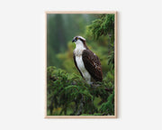 Osprey Bird Wall Art – Forest Wildlife Canvas Print, Nature Photography Wall Decor