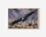 Patagonia Condor Wall Art – Andean Mountain Wildlife Photography Print