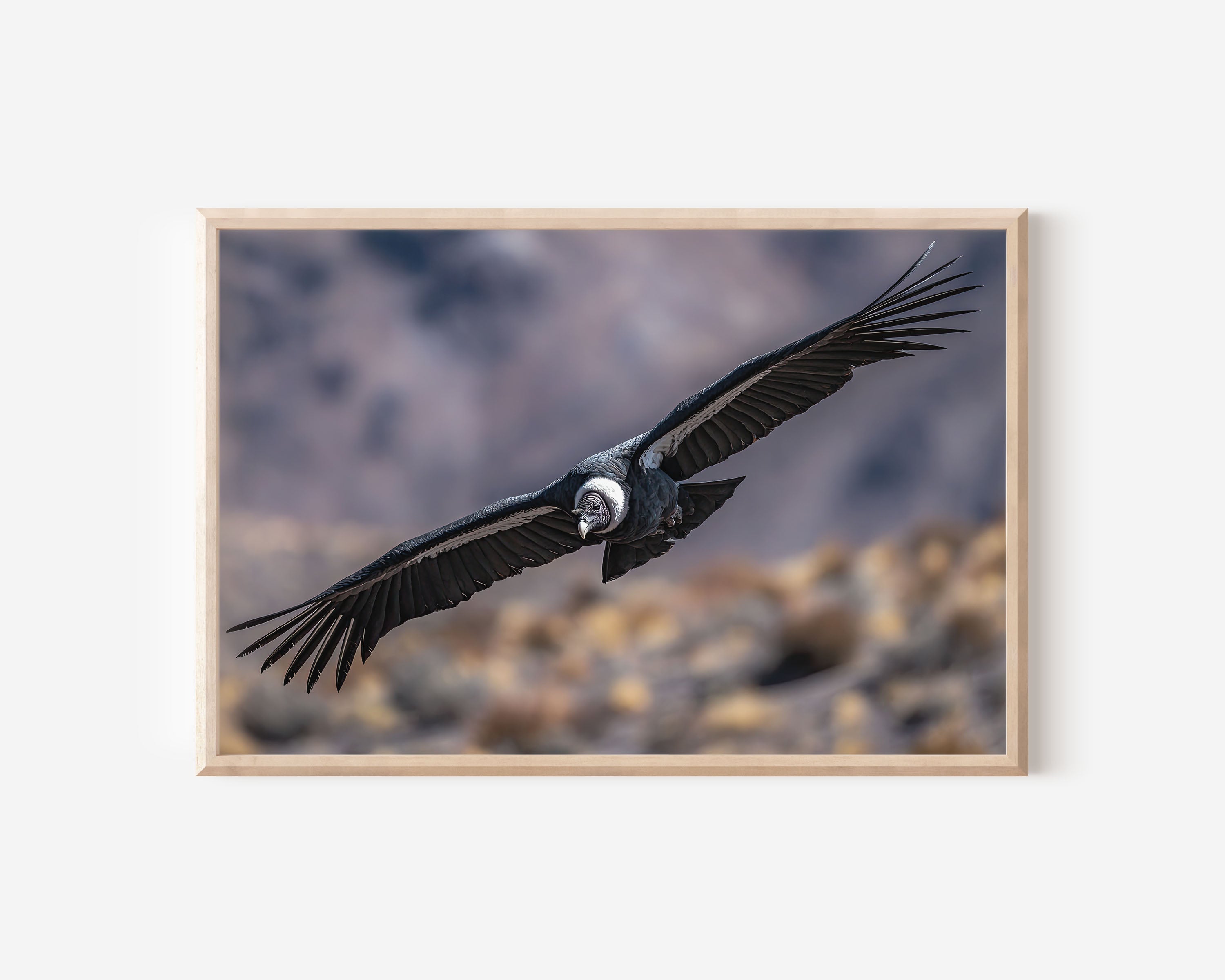 Patagonia Condor Wall Art – Andean Mountain Wildlife Photography Print
