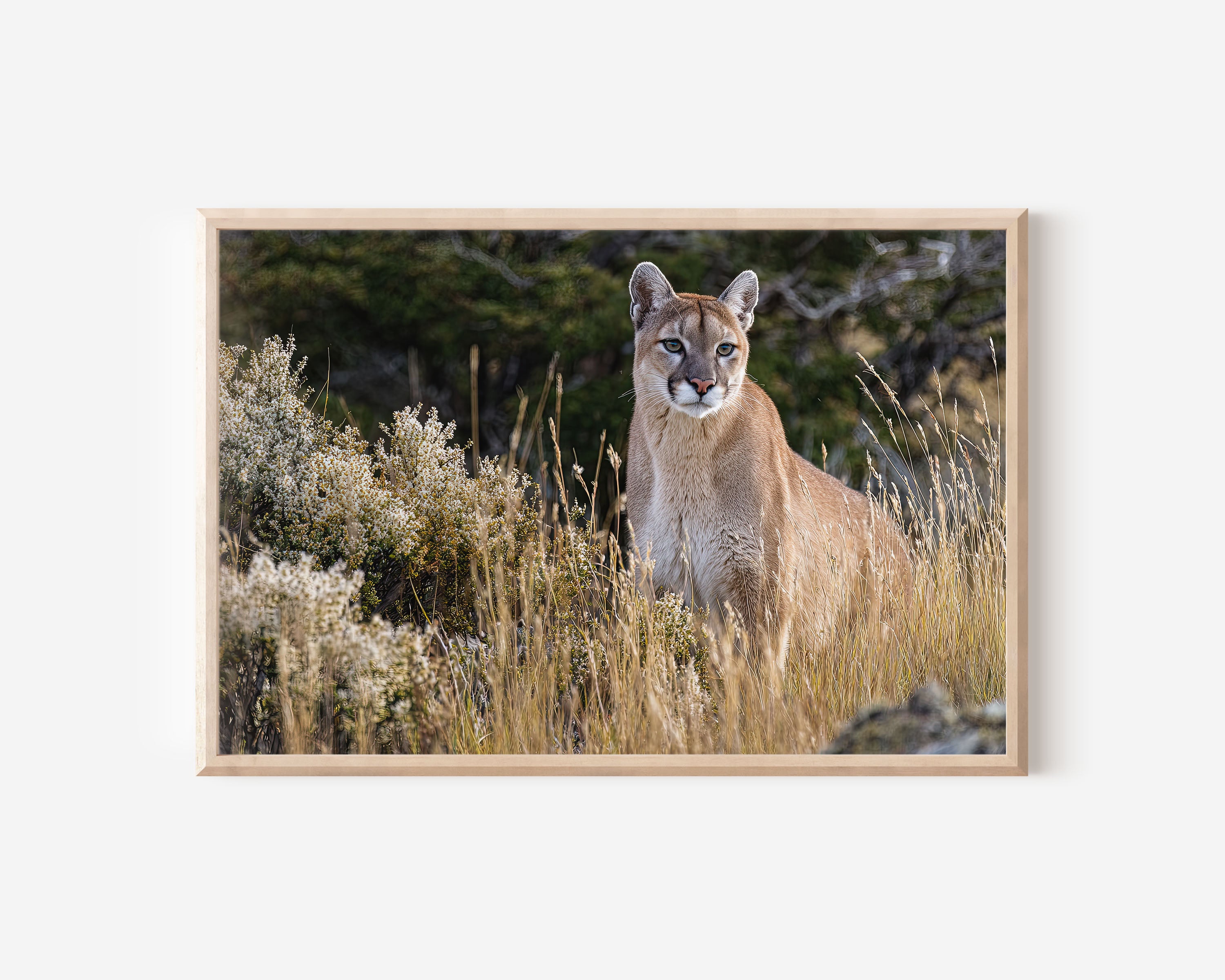 Puma Wall Art Print – Patagonia Mountain Wildlife