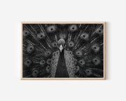 Peacock Portrait Black & White Wildlife Wall Art