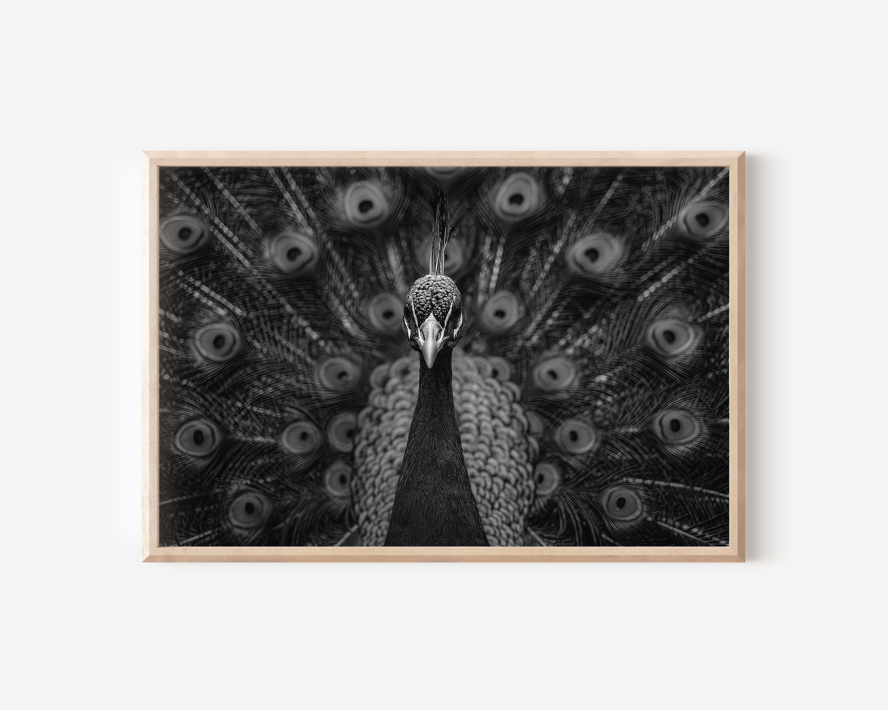 Peacock Portrait Black & White Wildlife Wall Art