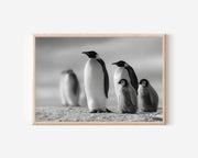 Penguin Family Black & White Wildlife Wall Art