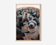 Seal Wall Art Print – Playful Coastal Wildlife Canvas & Framed Ocean Animal Photography Decor