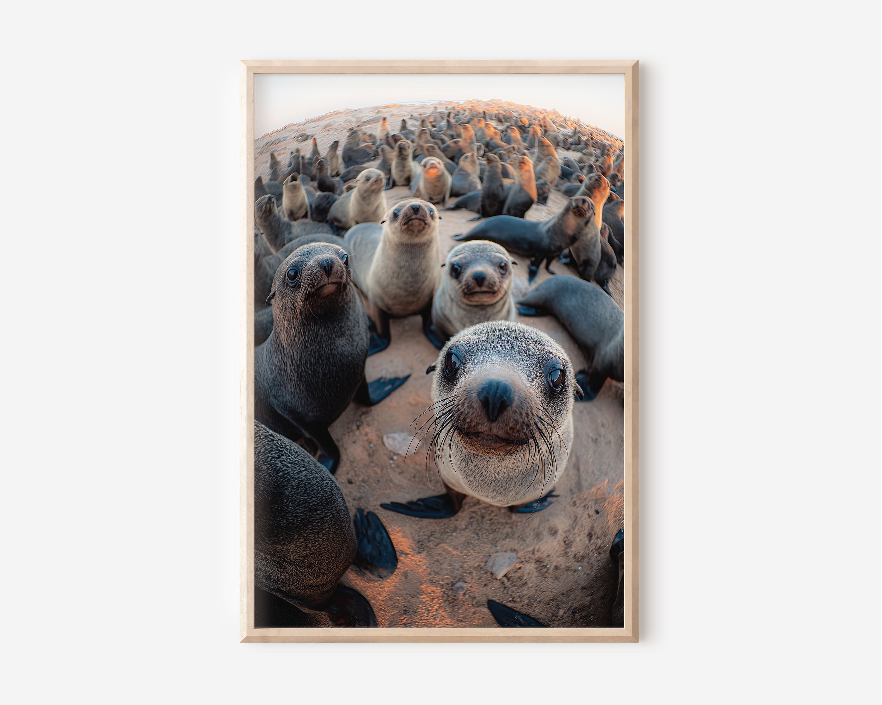 Seal Wall Art Print – Playful Coastal Wildlife Canvas & Framed Ocean Animal Photography Decor