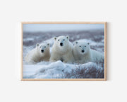 Polar Bears Wall Art – Arctic Wildlife Photography Print