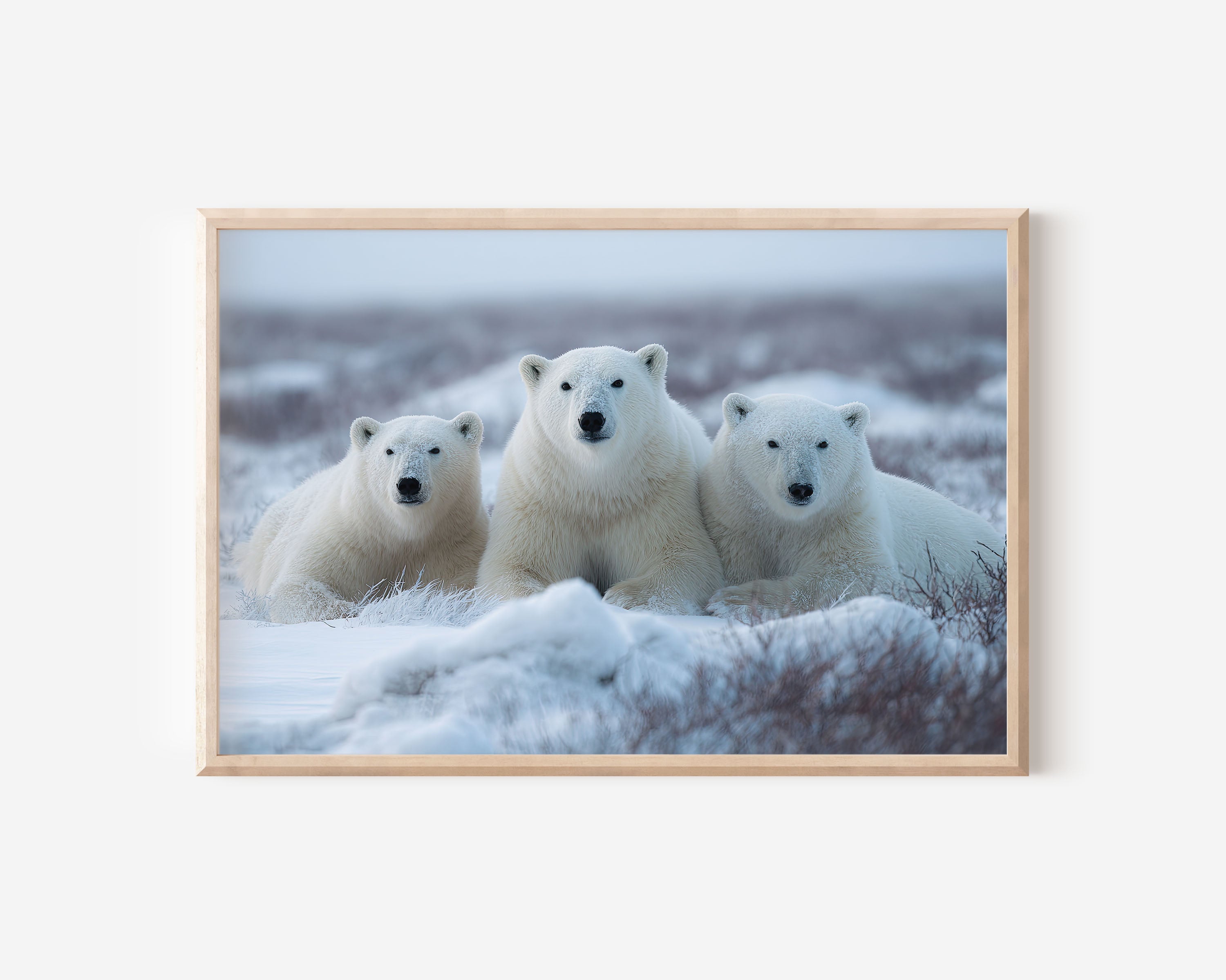 Polar Bears Wall Art – Arctic Wildlife Photography Print